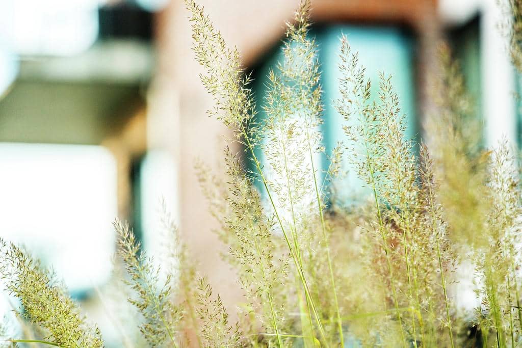 Græsstrå i fokus foran en sløret bygning